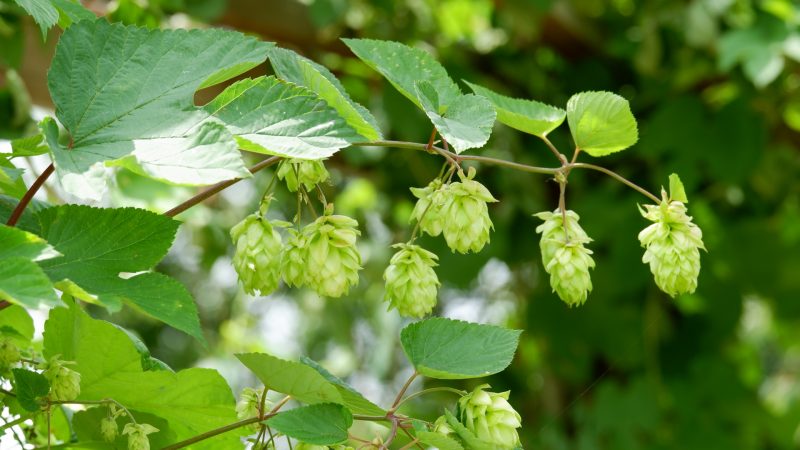 クラフトビールの基本原材料ってなに?実はたったの4種類なんです!